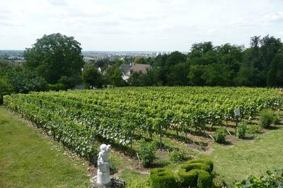 Visite guide du vignoble de Sucy-en-Brie  Sucy en Brie