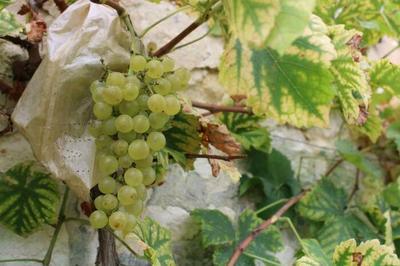 Visite guide : la grande histoire du chasselas de Thomery