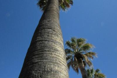 Visite guide : les arbres remarquables  Hyeres