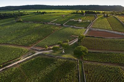 Visite : Les Climats De Bourgogne, Un Patrimoine Mondial  Bordeaux