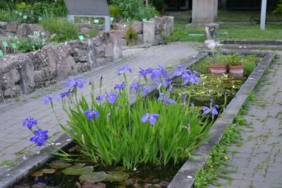 Visite libre du Jardin botanique  Strasbourg