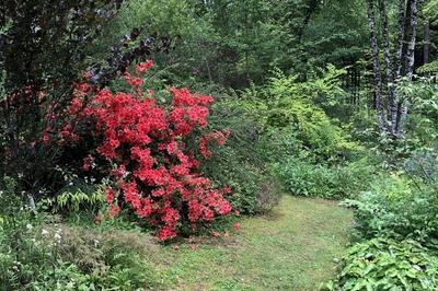 Visite libre ou guide du jardin des Bois  Latronche