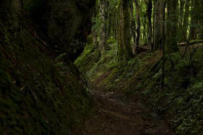 Visite raconte, Mathilde Pell, Chemin creux  Cognac