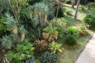 Visites Guides Du Jardin Botanique De La Villa Thuret  Antibes
