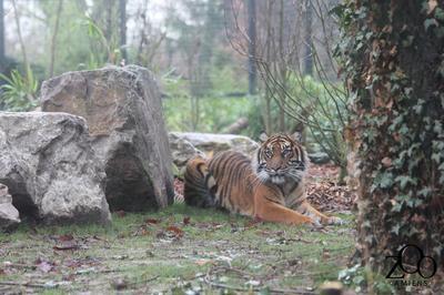 Week-end Conservation Zoo Amiens Mtropole