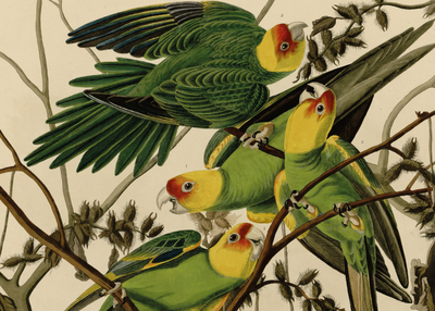 Ciné-rencontre | Birds Of America, En Présence Du Réalisateur Jacques Loeuille à Tourcoing