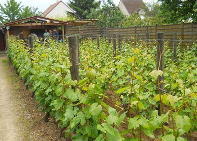 Découverte De La Vigne De Saint-martin Avec Dégustation De Ginglet 2021. à Pontoise