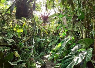 Visite d'un jardin privé tropicale et équatoriale à Cayenne