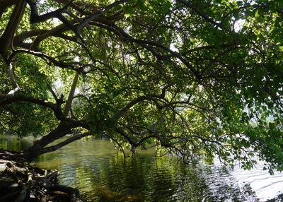 La sub-mangrove, une forêt rare à Saint Paul