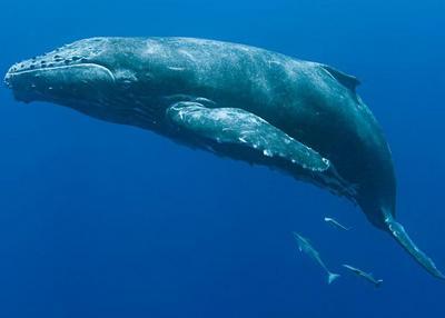 La réponse de la baleine à bosses à Coutances