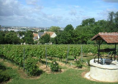 Visite des vignes de Sucy à Sucy en Brie