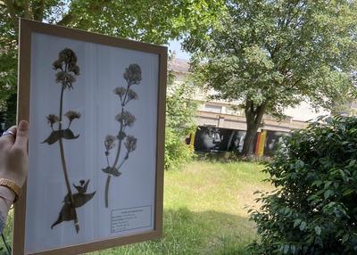 Visite guidée à la découverte des plantes sauvages médicinales des jardins du kaléidoscope à Le Petit Quevilly