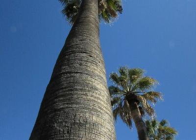 Visite guidée : les arbres remarquables à Hyeres
