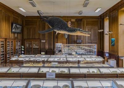 Visite Libre Du Muséum Des Sciences Naturelles à Angers