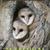 Festival International du Film Ornithologique