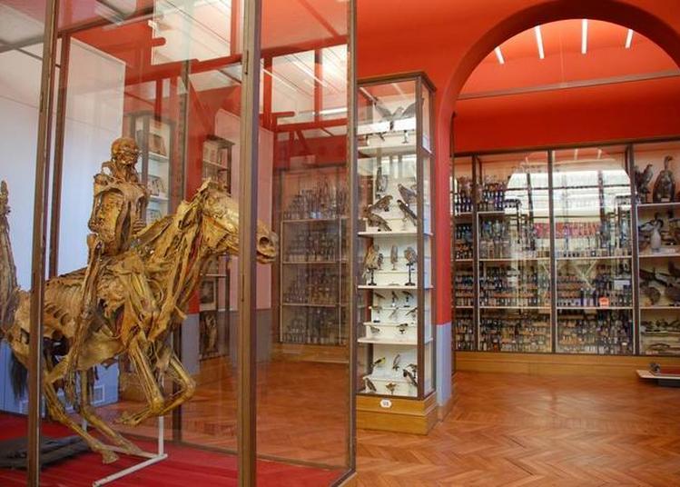 Musée Fragonard De L'école Vétérinaire De Maisons-alfort Expositions à Maisons Alfort en 2020